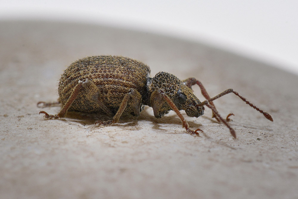 Otiorhynchus crataegi - Curculionidae